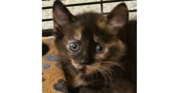 Rescue Domestic Medium Hair and Domestic Short Hair Cats for Adoption in Virginia Beach, Virginia - Olivia Rodrigo | PetCurious