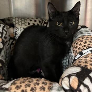 Crumb -  Domestic Short Hair Cat for Adoption in Merriam, Kansas - Crumb | PetCurious