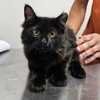 Cameron -  Domestic Long Hair Cat for Adoption in Oneonta, New York - Cameron | PetCurious