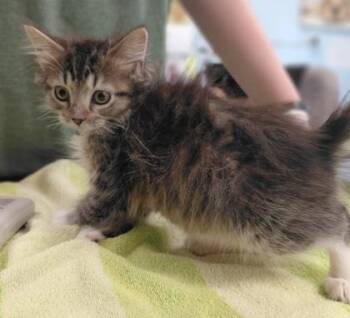 Marquess -  Domestic Medium Hair and Domestic Short Hair Cat for Adoption in Morristown, New Jersey - Marquess | PetCurious