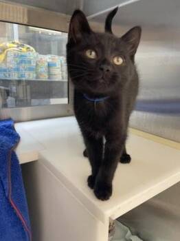 Earl -  Domestic Short Hair Cat Available for Adoption in Westland, Michigan - Earl | PetCurious