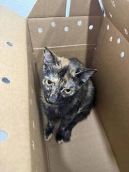 Flyer -  Domestic Short Hair Cat for Adoption in West Chester, Pennsylvania - Flyer | PetCurious