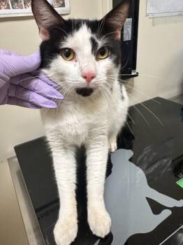 Vibe -  Domestic Short Hair Cat for Adoption in West Chester, Pennsylvania - Vibe | PetCurious