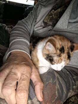 Domestic Short Hair Cats Available for Adoption - **Cat Cafe** Viv | PetCurious