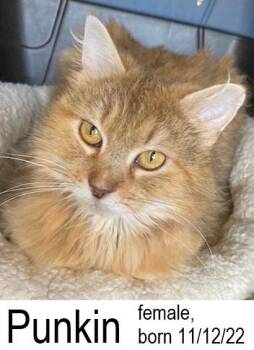 Rescue Domestic Long Hair Cats for Adoption in Ocean Isle Beach, North Carolina - Punkin | PetCurious