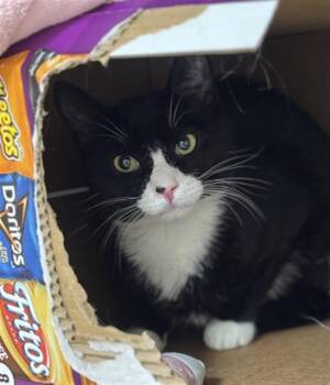 Domestic Short Hair Cats Available for Adoption in Boston, Massachusetts - CONTRACT | PetCurious