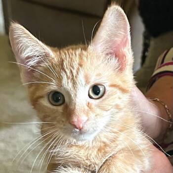 Freya -  Domestic Short Hair Cat for Adoption in Evansville, Indiana - Freya | PetCurious