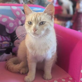 Hermione -  Domestic Short Hair Cat for Adoption in Houston, Texas - Hermione | PetCurious
