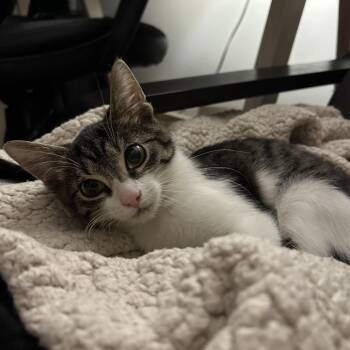 Capri -  Domestic Short Hair Cat for Adoption in Chicago, Illinois - Capri | PetCurious