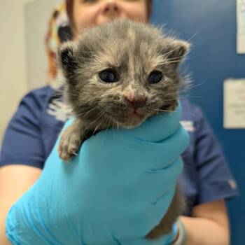 Daisy -  Domestic Short Hair Cat for Adoption in South Burlington, Vermont - Daisy | PetCurious