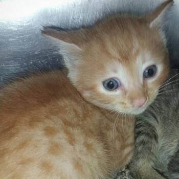 Tangelo -  Domestic Short Hair Cat for Adoption in Valley, Alabama - Tangelo | PetCurious