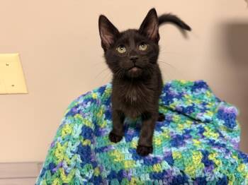 Rescue Domestic Short Hair Cats for Adoption in Batesville, Arkansas - Zeke | PetCurious