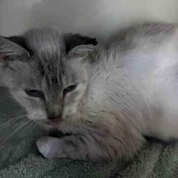 Rescue Siamese Cats for Adoption in Austin, Texas - Aveline | PetCurious