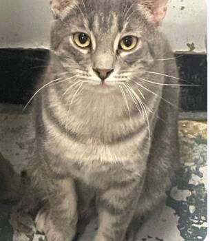 Tabby Cats Available for Adoption - Glen (working Cat) | PetCurious