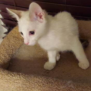 Snowball 54331 -  Domestic Short Hair Cat for Adoption in Las Vegas, Nevada - Snowball 54331 | PetCurious