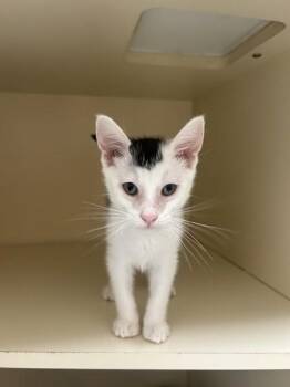 Lou -  Domestic Short Hair Cat for Adoption in Pequot Lakes, Minnesota - Lou | PetCurious