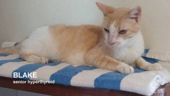 Rescue Domestic Short Hair Cats for Adoption in Santa Rosa, California - Blake | PetCurious