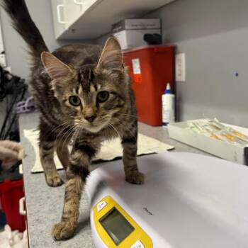 Flora -  Domestic Medium Hair Cat for Adoption in Spokane, Washington - Flora | PetCurious