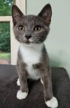 Radley -  Domestic Short Hair Cat for Adoption in Greensboro, North Carolina - Radley | PetCurious