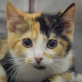 Griselda -  Calico and Domestic Short Hair Cat for Adoption in Huntley, Illinois - Griselda | PetCurious
