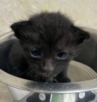 Eris -  Domestic Short Hair Cat for Adoption in Honolulu, Hawaii - Eris | PetCurious
