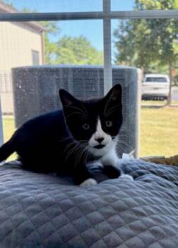Bliss -  Domestic Short Hair Cat for Adoption in Montgomery, New Jersey - Bliss | PetCurious