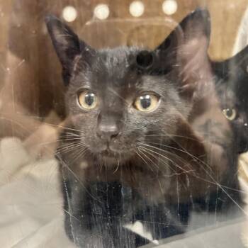 Domestic Short Hair Cats Available for Adoption in Reno, Nevada - Alani | PetCurious