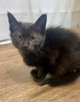 Domestic Short Hair Cats Available for Adoption in Pasco, Washington - Bart | PetCurious