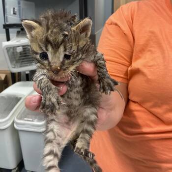 Yuri -  Domestic Short Hair Cat for Adoption in Saint Joseph, Missouri - Yuri | PetCurious