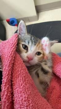Buttercup -  Domestic Short Hair Cat for Adoption in Disputanta, Virginia - Buttercup | PetCurious
