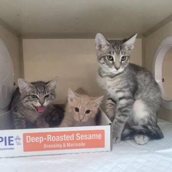 Schmear -  Domestic Medium Hair Cat for Adoption in Westminster, California - Schmear | PetCurious