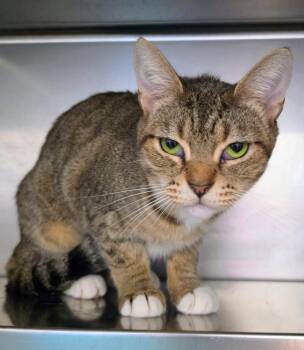 Mrs Karen Patricia Green -  Domestic Short Hair and Tabby Cat for Adoption in Pittsburg, California - Mrs Karen Patricia Green | PetCurious