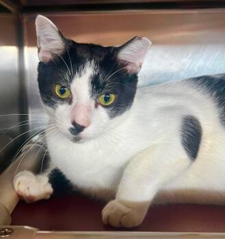 Nelson -  Domestic Short Hair Cat for Adoption in Myrtle Beach, South Carolina - Nelson | PetCurious