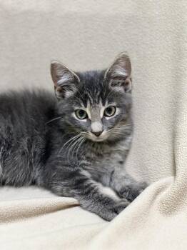 Blue -  Domestic Short Hair Cat for Adoption in Jackson, Michigan - Blue | PetCurious