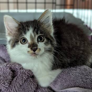 Princess Peach -  Domestic Long Hair Cat for Adoption in Fort Payne, Alabama - Princess Peach | PetCurious