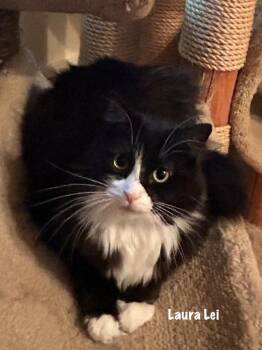 Domestic Short Hair Cats Available for Adoption in Windsor, Connecticut - Laura Lei | PetCurious