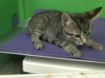 Rescue Domestic Short Hair Cats for Adoption in Houston, Texas - GRIFFIN | PetCurious