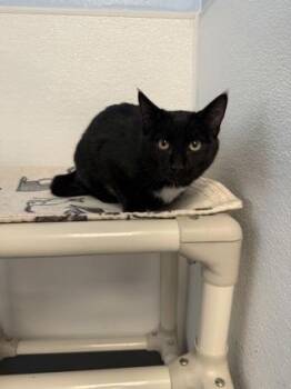 Domestic Short Hair Cats Available for Adoption in Mount Pleasant, Iowa - Spellza | PetCurious