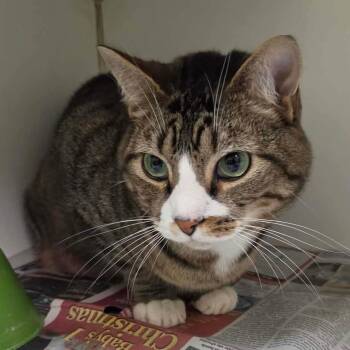 Alex -  Domestic Short Hair Cat for Adoption in Huntsville, Alabama - Alex | PetCurious