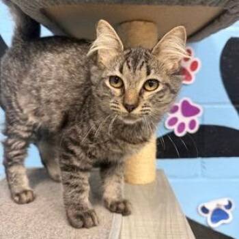 Jewel -  Domestic Long Hair Cat for Adoption in Tallahassee, Florida - Jewel | PetCurious