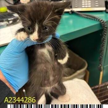 Kamari -  Domestic Short Hair Cat for Adoption in West Palm Beach, Florida - Kamari | PetCurious