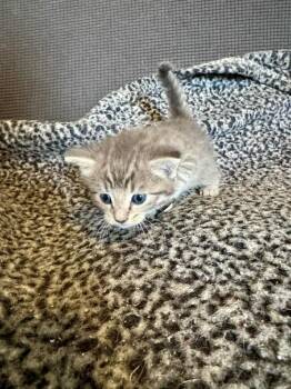 Domestic Short Hair Cats Available for Adoption in Shawnee, Oklahoma - Han | PetCurious