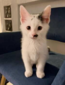 Domestic Short Hair Cats Available for Adoption in Bloomsdale, Missouri - Prince | PetCurious