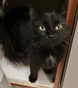 Licorice -  Domestic Long Hair Cat for Adoption in Dublin, Ohio - Licorice | PetCurious