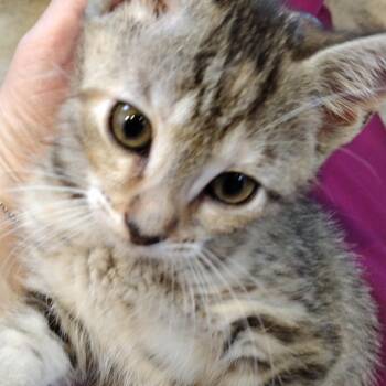 Dilly and Sprout -  Domestic Short Hair Cat for Adoption in Syracuse, New York - Dilly And Sprout | PetCurious