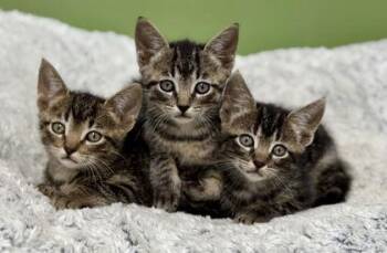 Fisher -  Domestic Short Hair Cat Available for Adoption in Port St. Joe, Florida - Fisher | PetCurious