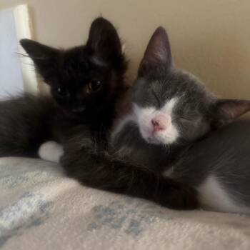 Nitro 22768 -  Domestic Short Hair Cat for Adoption in Minneapolis, Minnesota - Nitro 22768 | PetCurious
