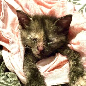 Doodad -  Domestic Short Hair Cat for Adoption in Candler, North Carolina - Doodad | PetCurious