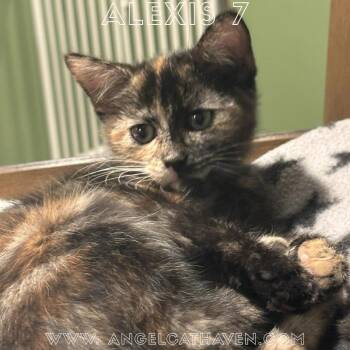 Alexis 7 -  Domestic Short Hair Cat for Adoption in Plainville, Massachusetts - Alexis 7 | PetCurious