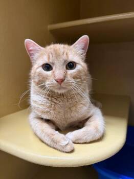 Domestic Short Hair Cats Available for Adoption - Pork Chops | PetCurious